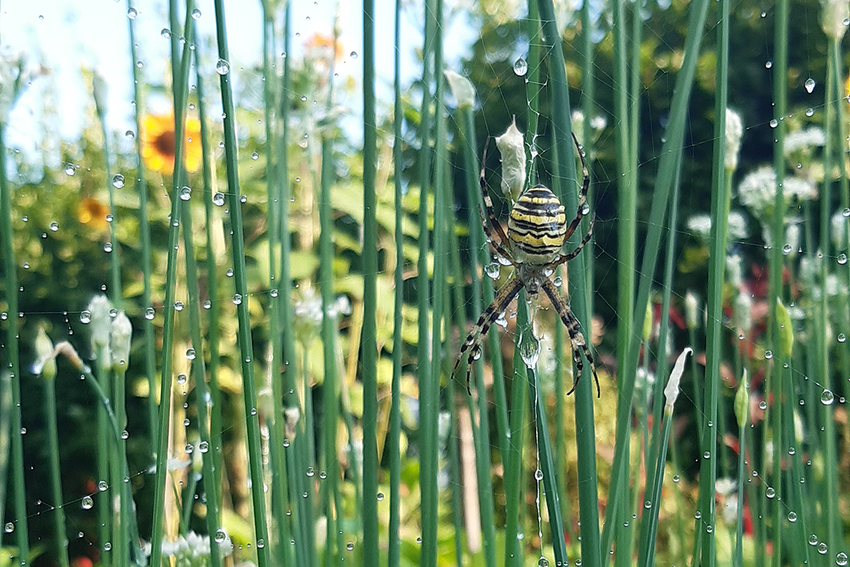 Spinne-im-Garten
